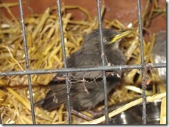Starling