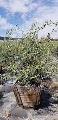 Olive, Fruiting,Bush, Multi