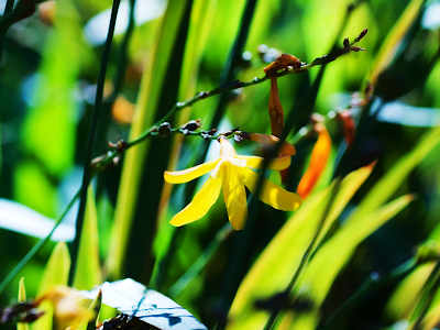 wallpaper jungle. Backyard Jungle wallpaper