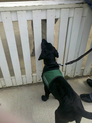 Foley sniffing a large animal through a white slatted fence.