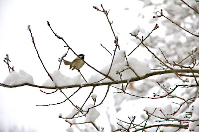 never mind the snow, listen for a chickadee's Spring song