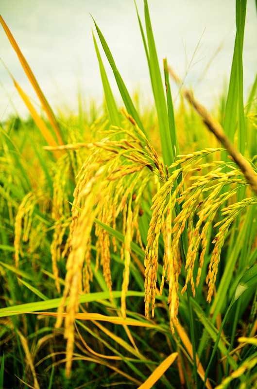 Alia Hassan Indahnya pemandangan sawah padi 