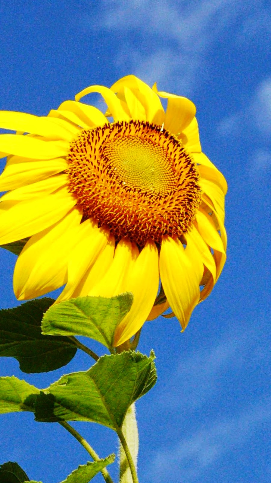 Yellow Sunflower IPhone 6 Wallpaper IPhone 6 Wallpapers HD