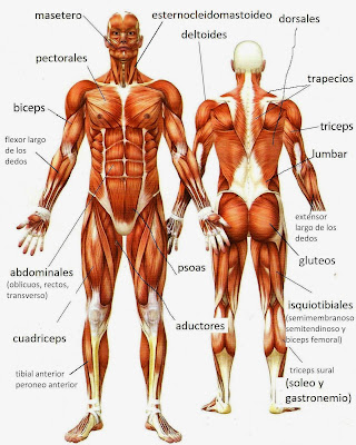 Resultado de imagen para sistema muscular