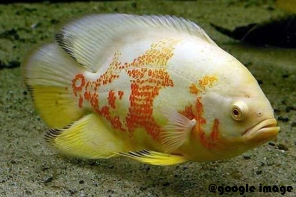 Ikan Oscar Jenis Albino