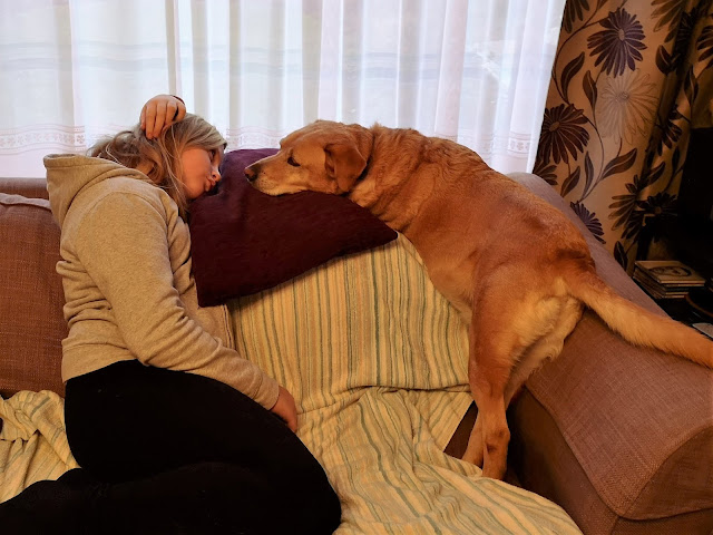 Golden labrador and tween