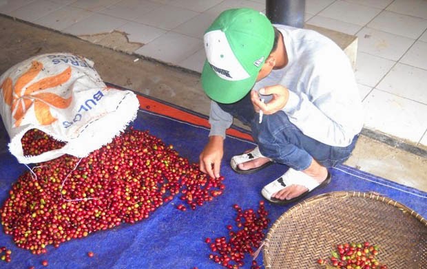 Proses Pembuatan Kopi Luwak