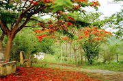 Natureza Linda Imagens e Fotos