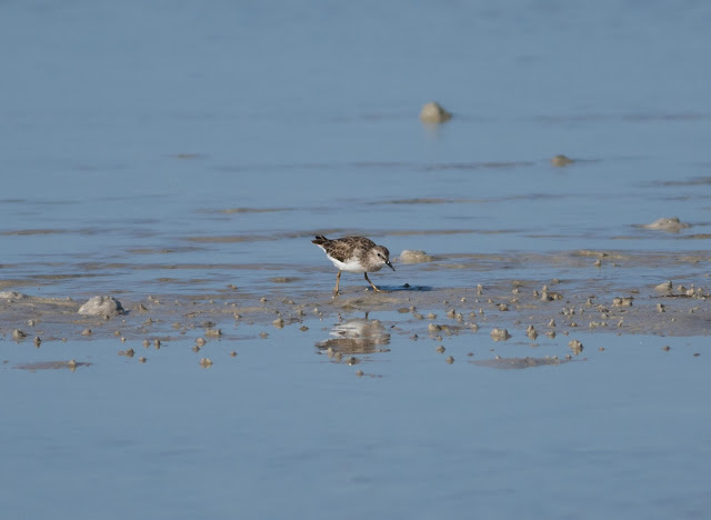 Least Sandpiper - Bunche Beach, Florida