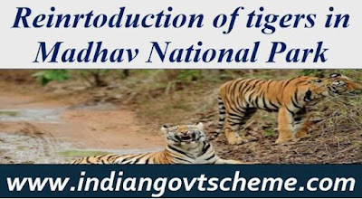 Reinrtoduction of tigers in Madhav National Park