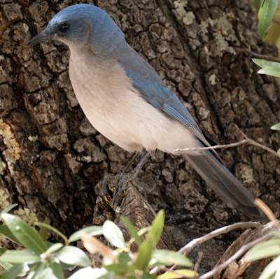 Mexican Jay