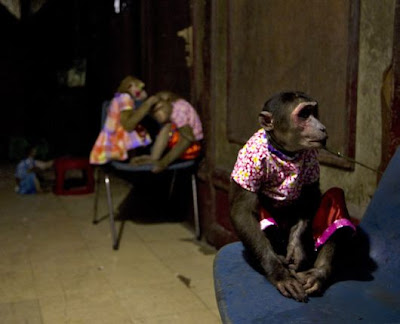 A female monkey lip-synchs song at a monkey show