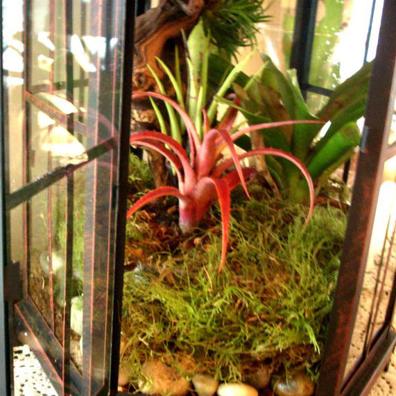 Image of Red wood chips in a terrarium