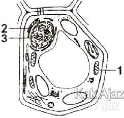 Sel tumbuhan beserta organelnya, gambar soal biologi SMA UN 2016
