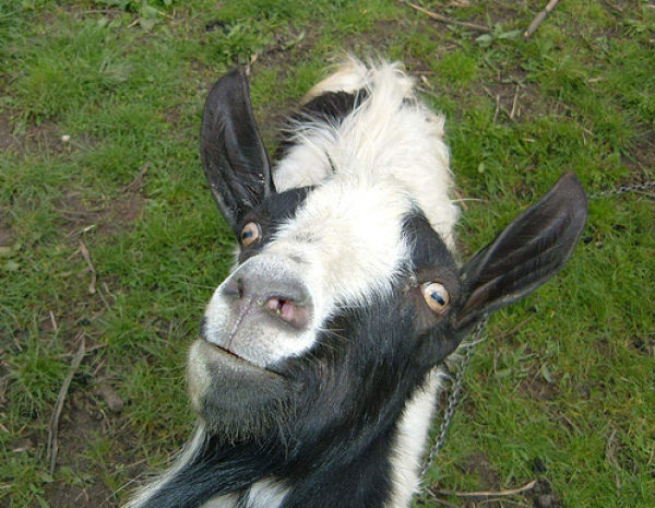 Funny Goat Photobombs