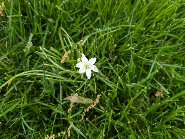 White Flower on Wild Onion in Lawn