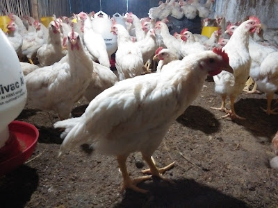 supplier-ayam-pejantan-jogja-Jual-ayam-pejantan-jogja-joper-jogja-ayam-pejantan-jogja-jual-daging-ayam-pejantan-jogja-harga-daging-ayam-pejantan-jogja-jual-ayam-jawa-super-jogja-ayam-kampung-jogja