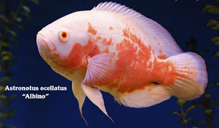 ikan oscar albino