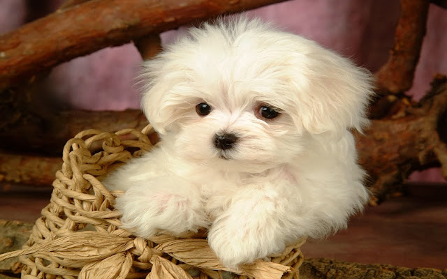 Cute Puppy HD Wallpaper Free