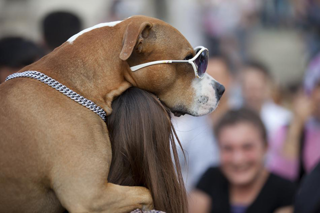 15 fotos de animais em situações engraçadas