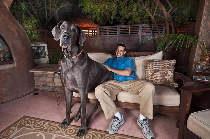 George, the biggest dog in the world