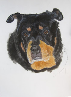 portrait rottweiler