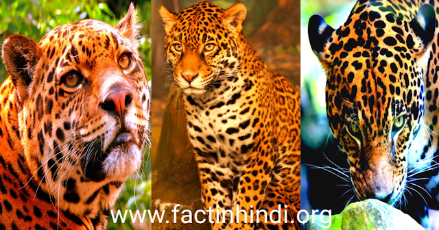 Jaguar facts in Hindi