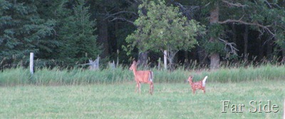Far Away Fawn