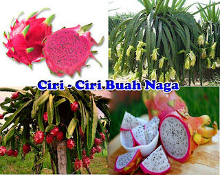 Mengenal Ciri-Ciri Buah Naga