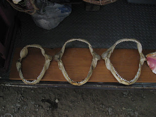 Mandíbulas de Tiburón blanco, Costa Rica