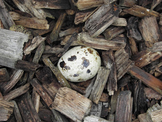 Egg Boxes for Quail