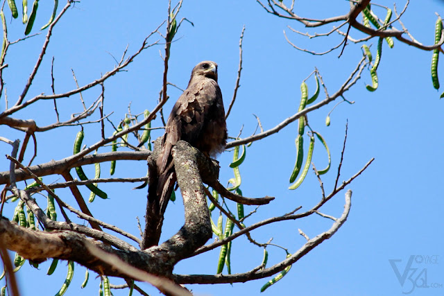 Black Kite