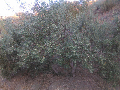 olivo manzanillo de alora