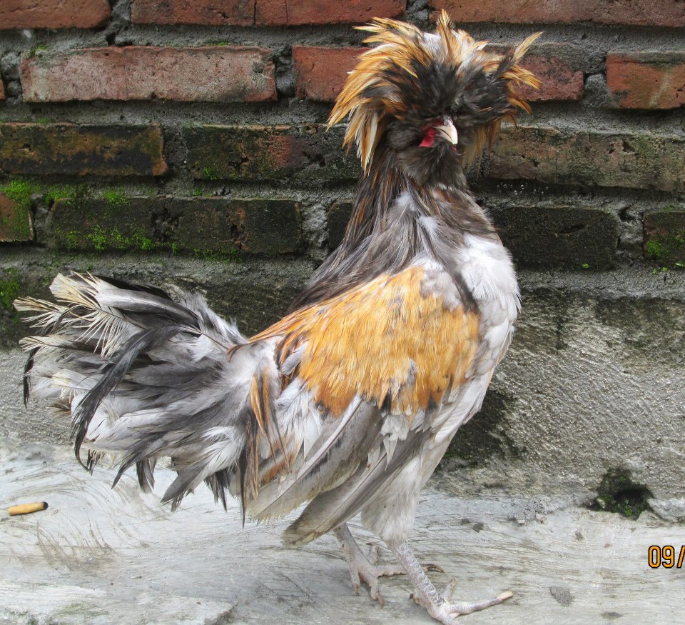 cara ternak ayam potong pemula