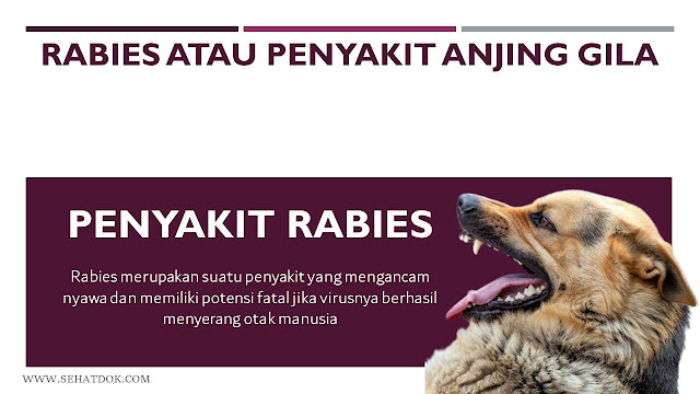 Rabies Adalah : Pengertian, Gejala, Penyebab, Pengobatan, Pencegahan