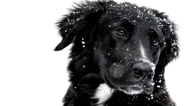 Black DOG HD Wallpaper