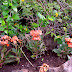 Moving Plants Around in Chacala