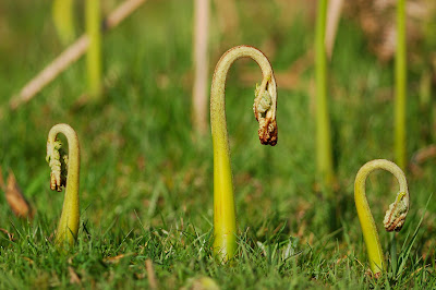 Bracken (Pteridium aquilinum)