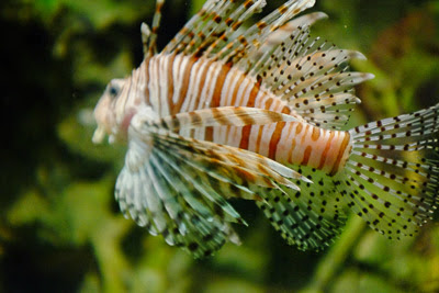 lion fish