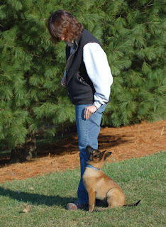 Dog Obedience Training The Key to Raising a Well Behaved Dog