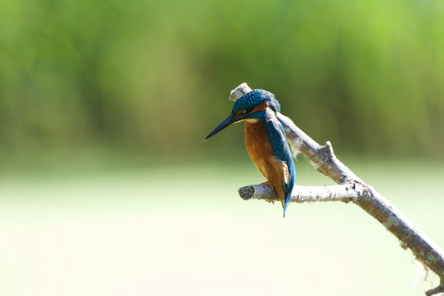 RSPB Rye Meads - Common Kingfisher छोटा किलकिला, राम चिरैया, शरीफन, निता मछराला  (Alcedo atthis)