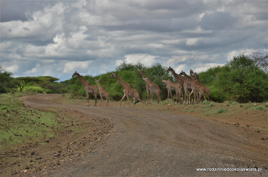 Wycieczka do Kenii oraz safari z dzieckiem