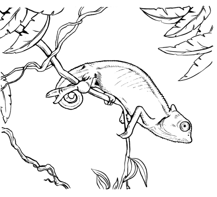 Chameleon Coloring Pages To Printable