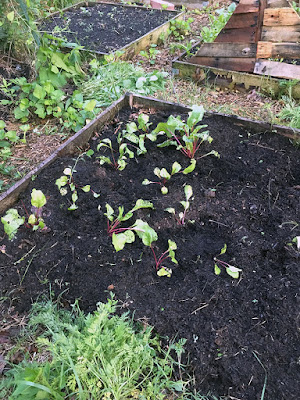 Several small, red-stemmed beet plants looking a little battered and bewildered in a recently-disturbed patch of wet, dark earth edged with worn grey two-by-fours. Piles of bushy, still-green weeds lie in bunches on the mulched garden paths nearby.