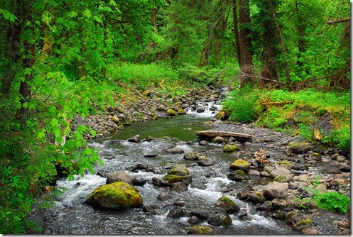 Quinalt Creek