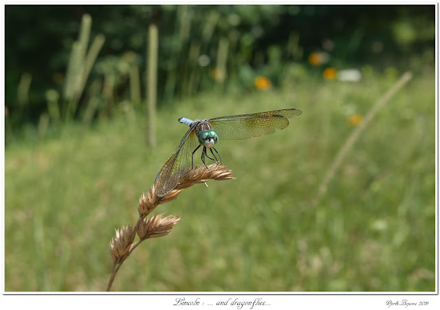 Lincoln: ... and dragonflies...
