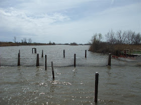 lotus beds, nets, ce plant, lake erie