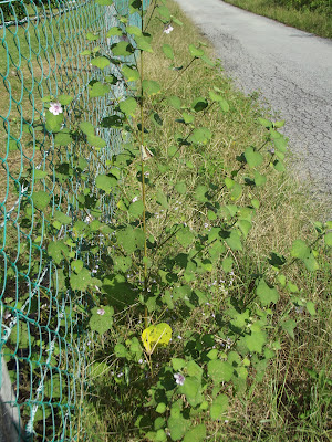 Urena lobata growing along rural road, Ceasarweed, Congo Jute, invasive species, alien species, nonnative species