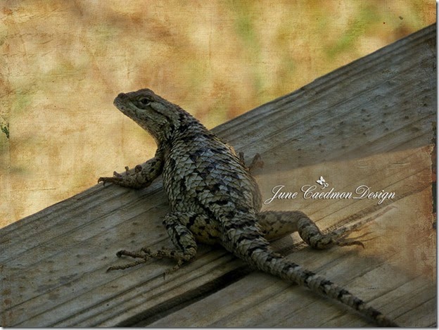 TexasSpinyLizard_scrapit