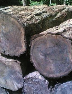 Jika dibanding harga jenis kayu indah lainnya Daftar Harga Kayu Sonokeling Log atau Gelondong